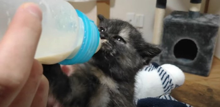哺乳瓶を抱えてミルクを飲む子猫
