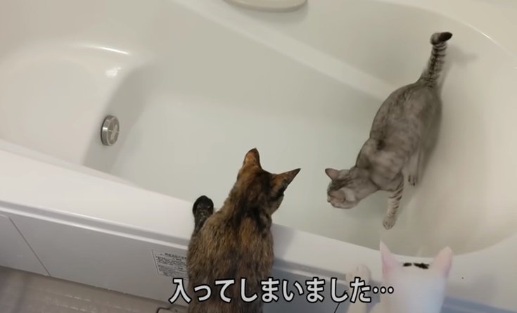 お湯が溜まっているのに浴槽に入る猫