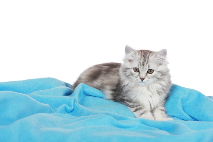 毛布をフミフミする猫