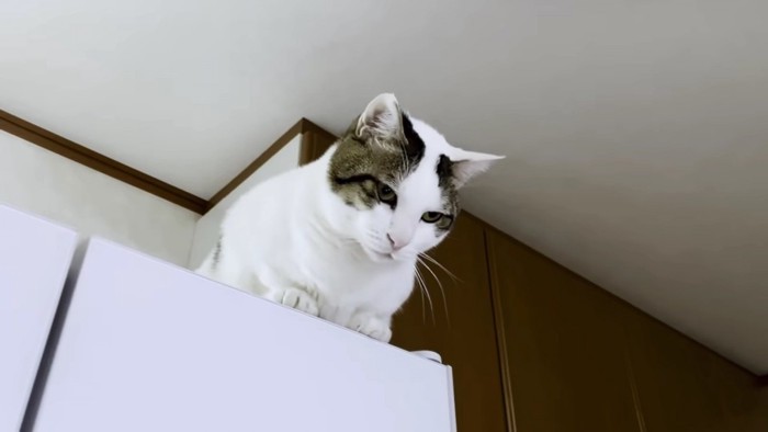 冷蔵庫の上から下を見下ろす猫