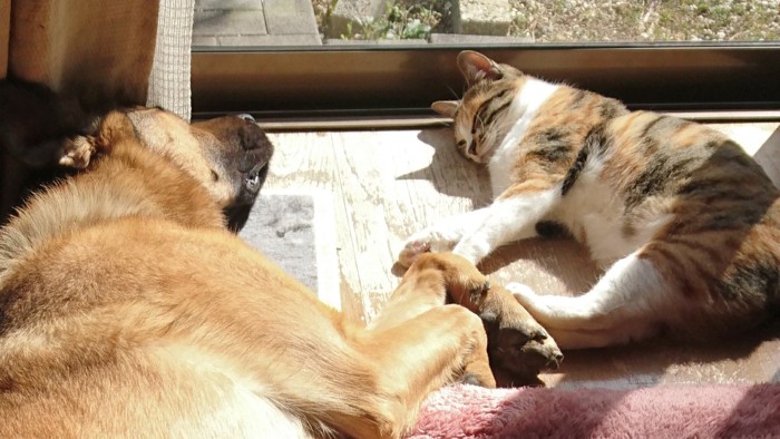 仲良くお昼寝する犬と猫