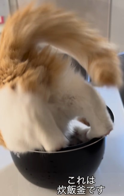 炊飯釜から足を出す猫