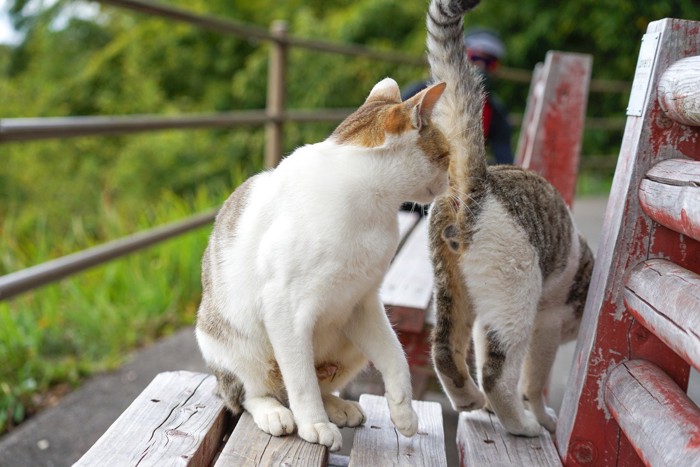 尾を上げてお尻を見せる猫