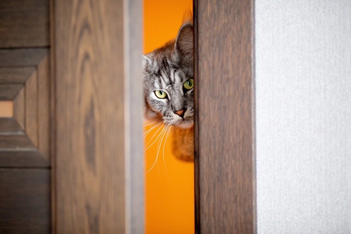ドアで待ち構える猫