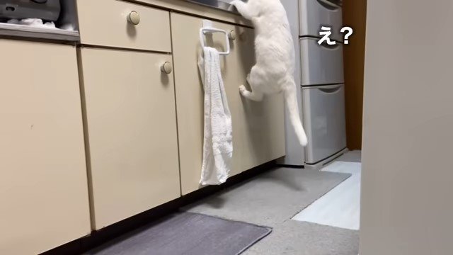 流し台に登る猫