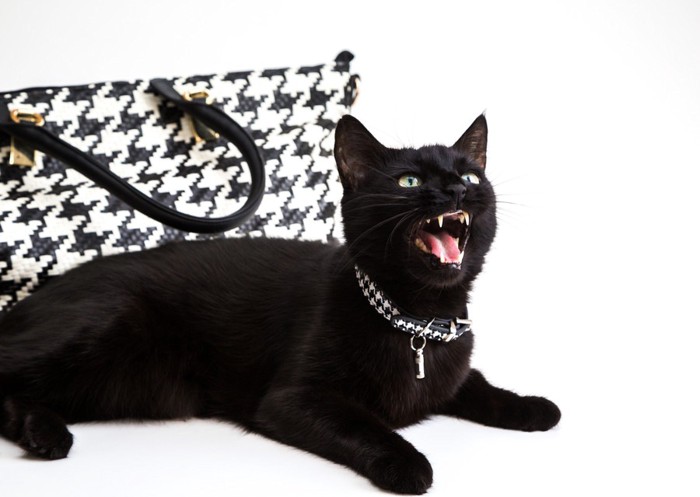 チドリ柄の鞄と黒猫