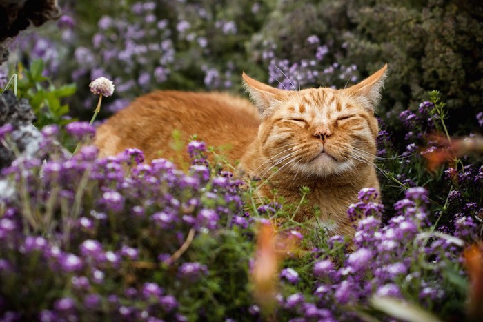 花畑の中で匂いを嗅ぐ猫