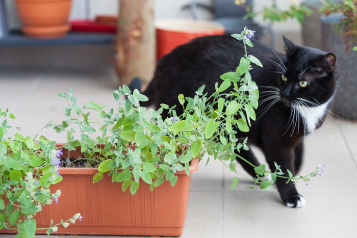 植木鉢を見ている猫