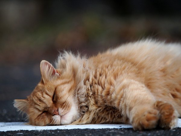 寝転がる長毛種の猫