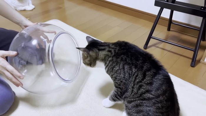 猫鉢を覗き込むキジシロ