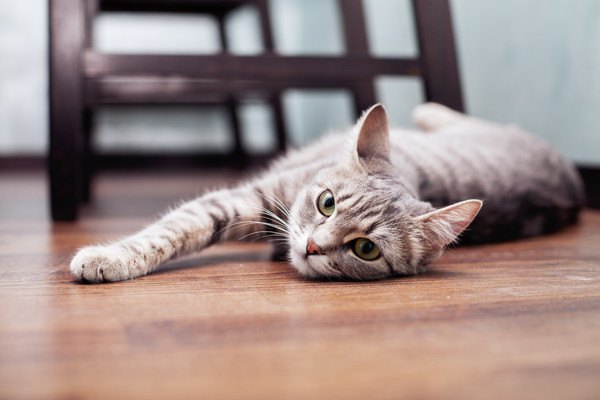 床に横たわるサバトラ猫