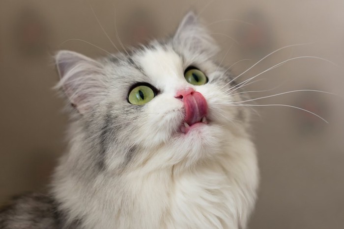 舌なめずりする猫の顔アップ