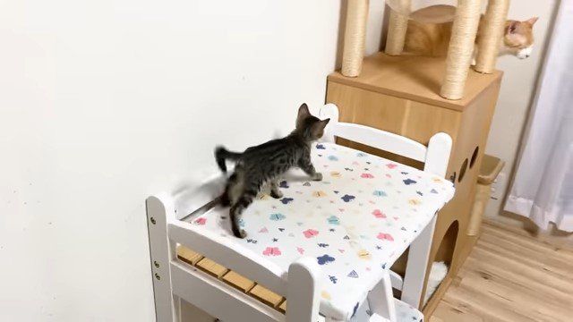キャットタワーの猫に近づく子猫