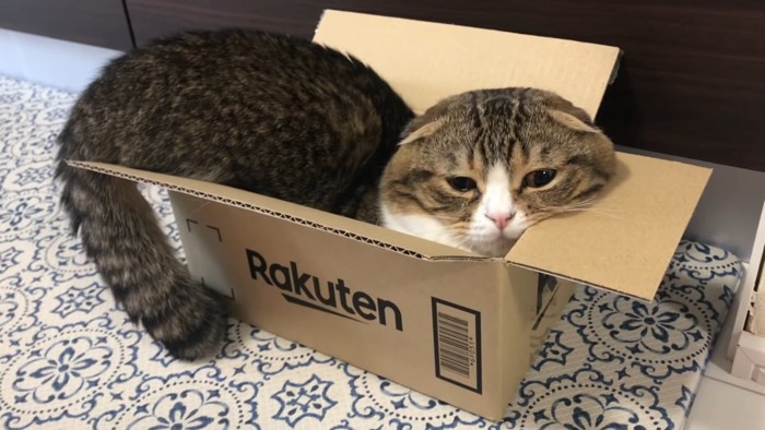箱からしっぽが出ている猫