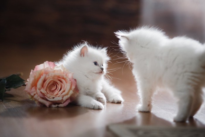 バラの花と二匹の子猫