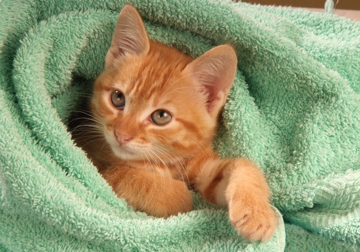 緑色のタオルに包まれた猫