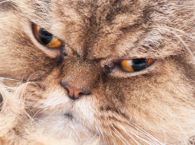 怒ったような表情の猫の顔アップ