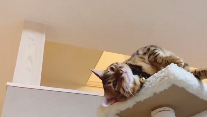タワーにスリスリする猫