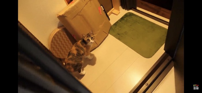 廊下でカメラを見つめる猫