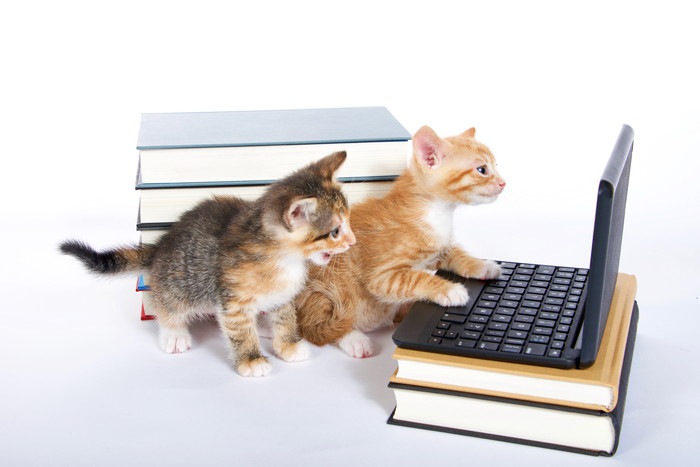 パソコンを見る2匹の子猫