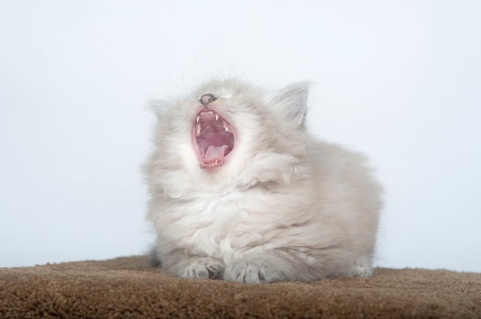 あくびをしている子猫