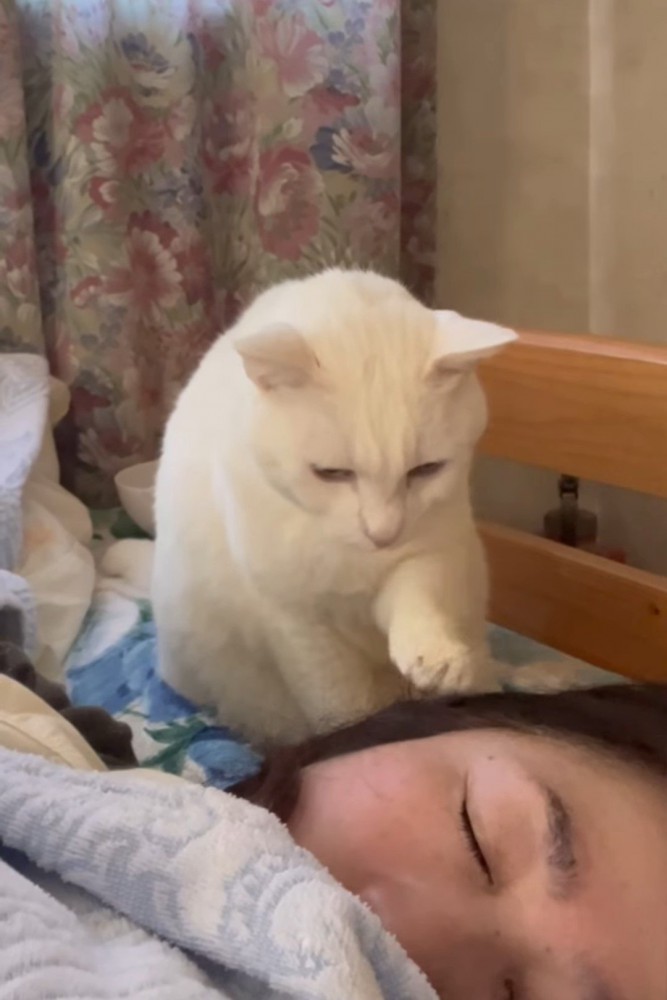 人の顔を触ろうとする猫