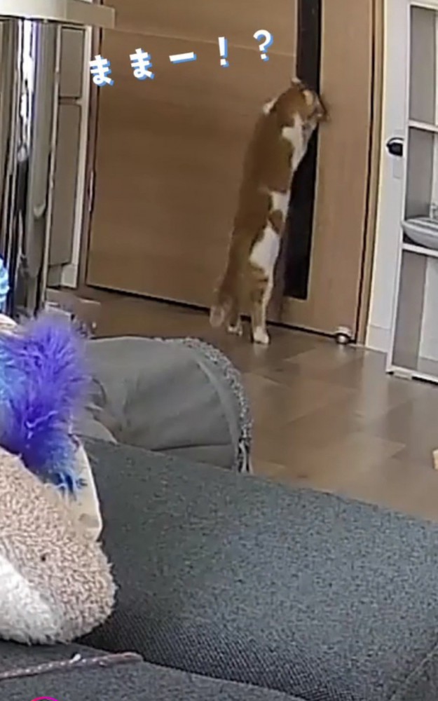 ドアの前で立ち上がる猫