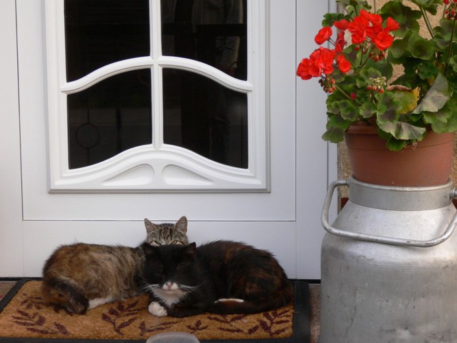 玄関にいる猫達