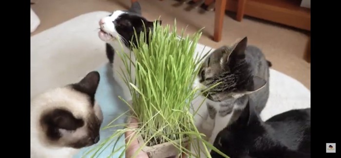 夢中で猫草を食べる猫