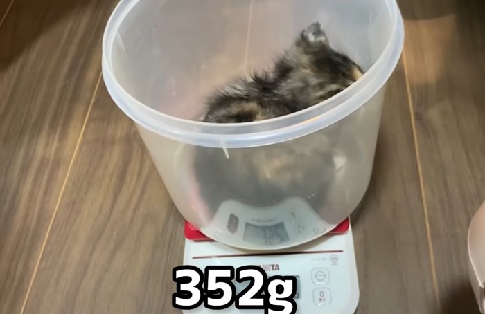 体重を量る子猫