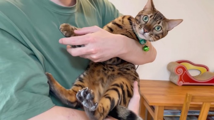 抱っこされる緑色の首輪の猫