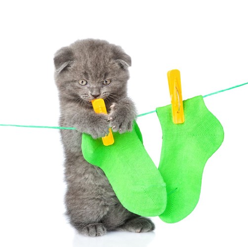 靴下を干したロープに手をかける子猫