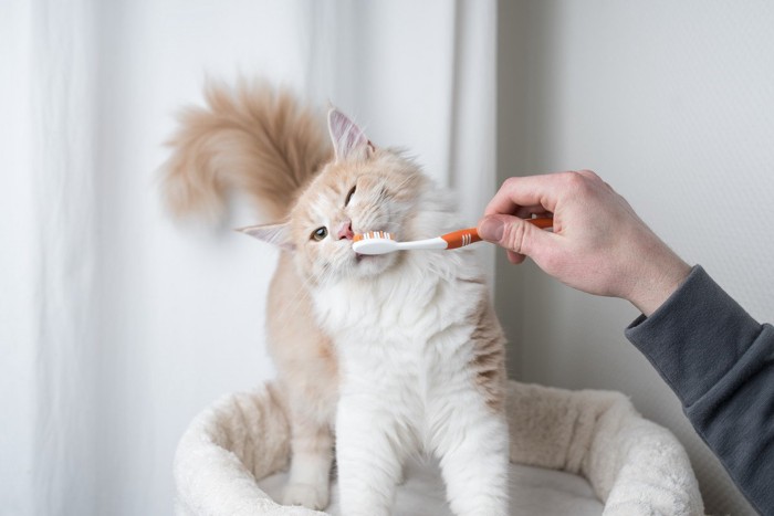 歯磨きをしている猫