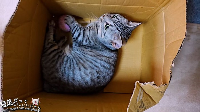 箱の中でおもちゃで遊ぶ猫