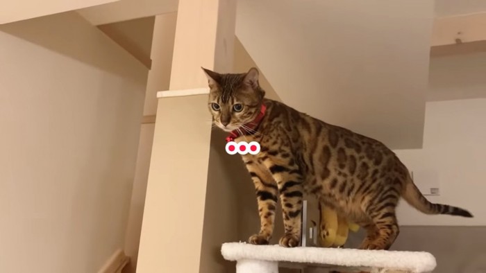 キャットタワーの上に立つ猫