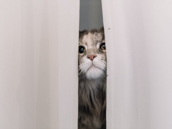 カーテンの隙間から顔を出す猫
