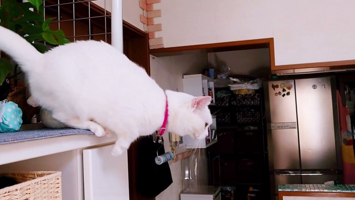 飛び降りる猫の横顔