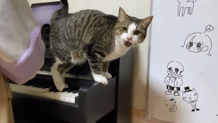 ピアノの上で鳴く猫