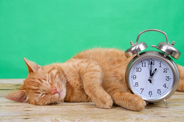 寝ている猫と目覚まし時計