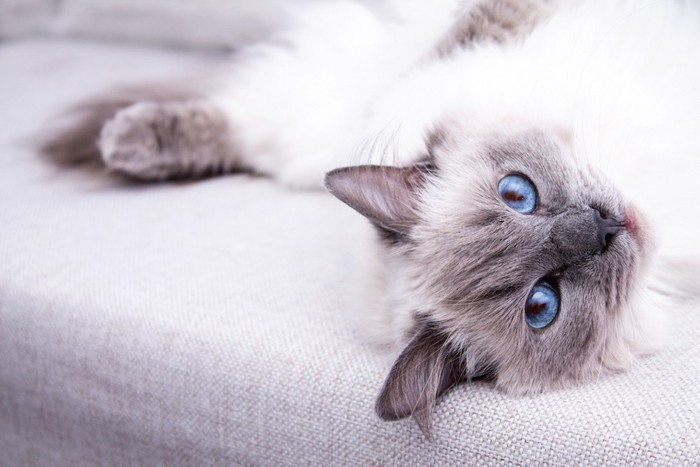 ソファーに寝転ぶブルーの瞳の長毛猫