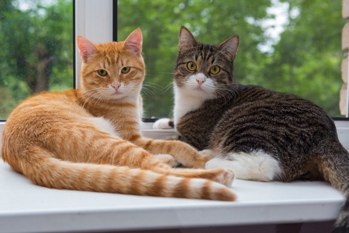 窓辺で横座りをする2匹の猫