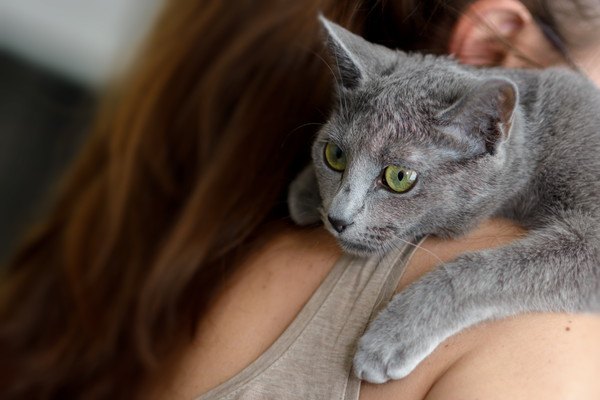 抱っこされる灰色猫