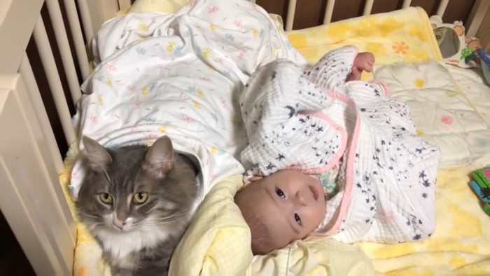 カメラに視線を向ける猫と赤ちゃん