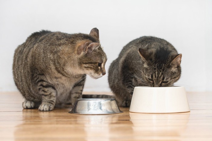 ご飯を食べている猫と眺めている猫