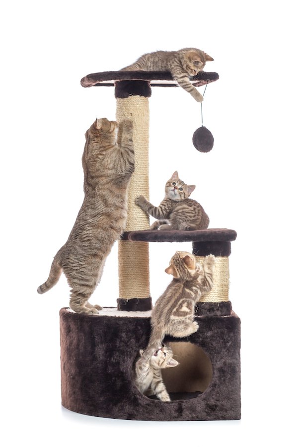 キャットタワーで遊んでいる猫たち