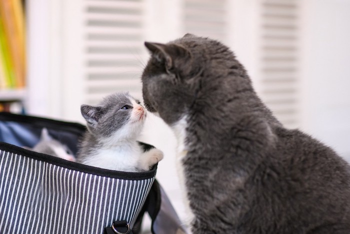 鼻を合わせる子猫と成猫