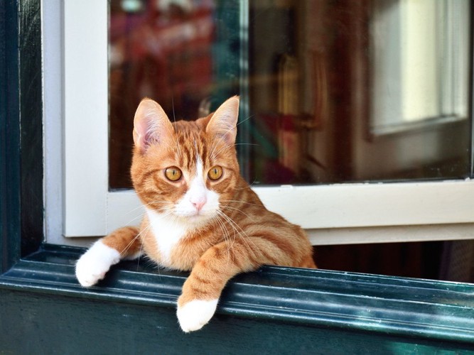 窓から外を見る猫