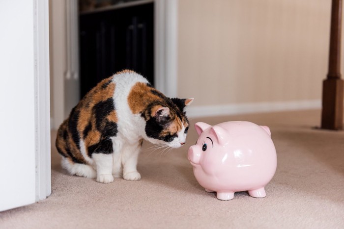ブタの貯金箱と猫