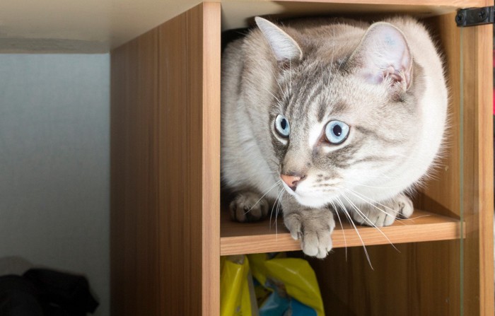 棚の隙間にいる猫