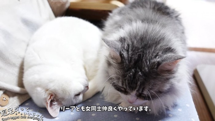白猫と長毛猫